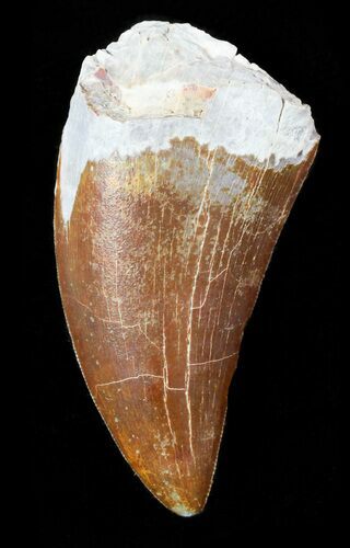 Timurlengia (Tyrannosaur) Tooth - Uzbekistan #46455